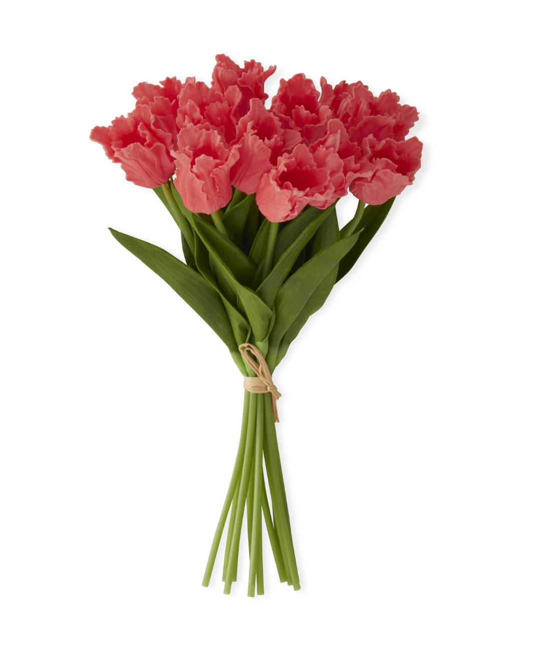 Parrot Tulip Bundle- Coral