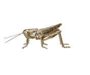 Resin & Metal Grasshopper, Gold Finish