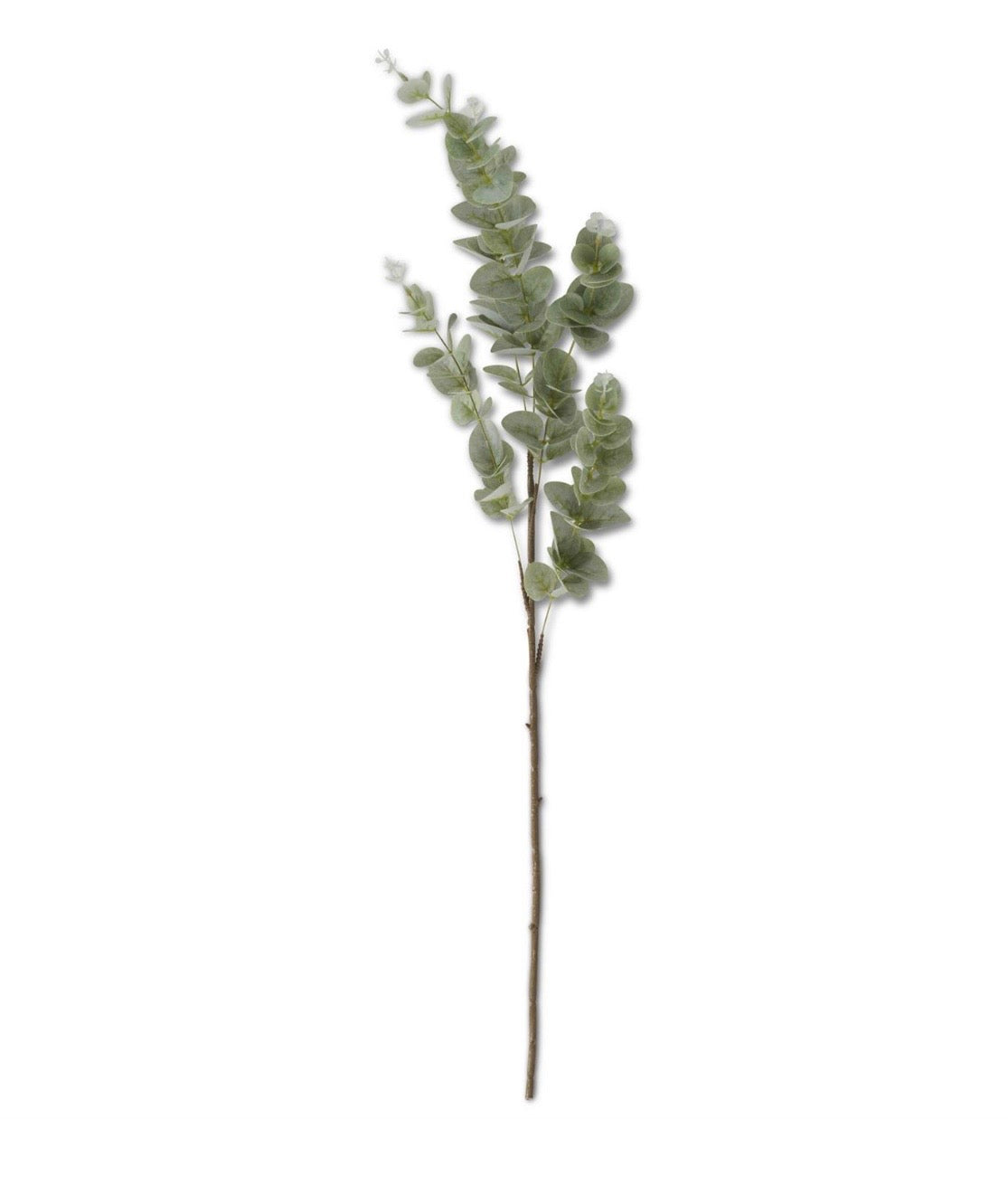 Light Green Gunnii Eucalyptus Stem