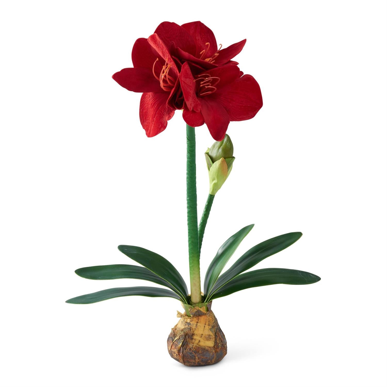 Amaryllis W/Bulb 25Inch - Red