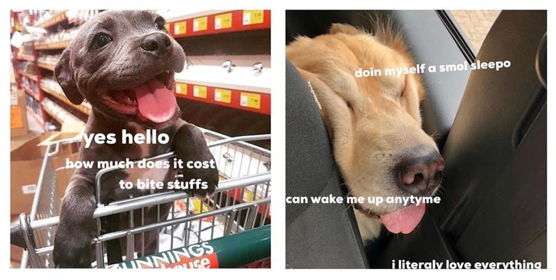 Doggos Doing Things: The Hilarious World of Puppos, Borkers, and Other Good Bois