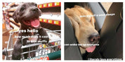 Doggos Doing Things: The Hilarious World of Puppos, Borkers, and Other Good Bois