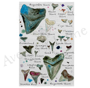 Kitchen Towel / Shark Tooth Collector