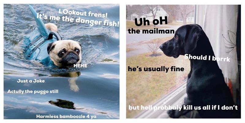 Doggos Doing Things: The Hilarious World of Puppos, Borkers, and Other Good Bois