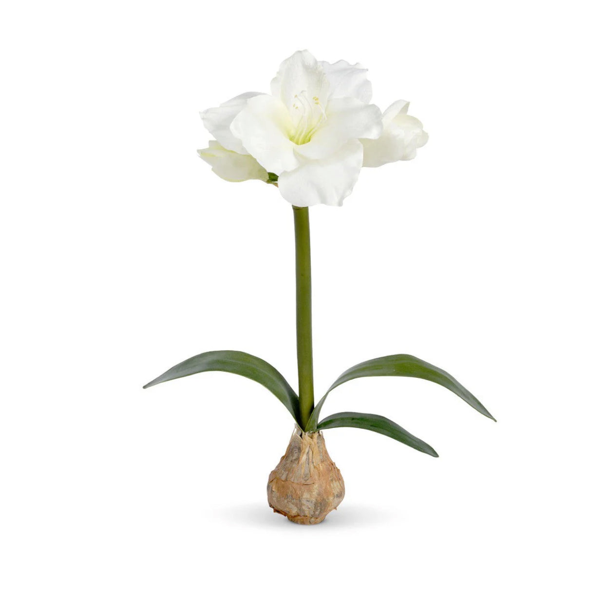 Amaryllis W/Bulb 25Inch - White