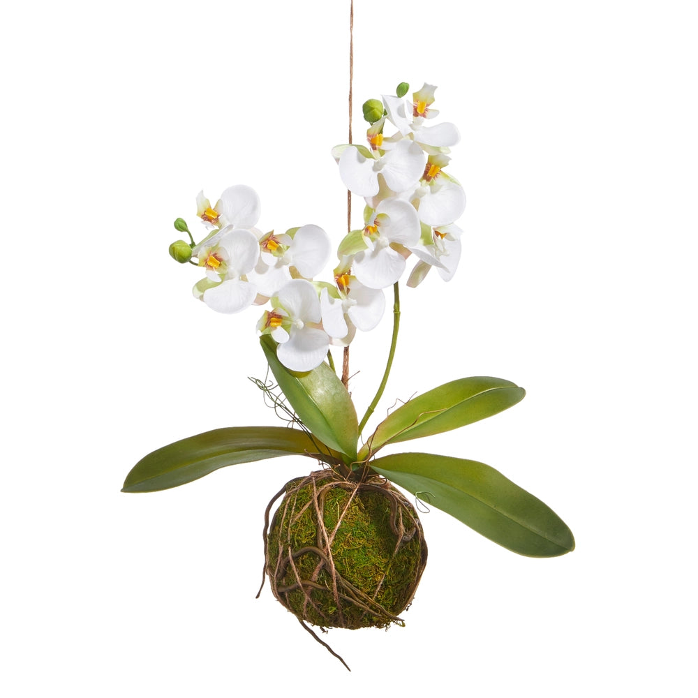 Real Touch White Orchid With Moss Ball 15”