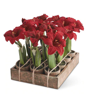 Potted Red Amaryllis Flower