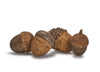 Forest Bounty Acorn - Assorted Patterns