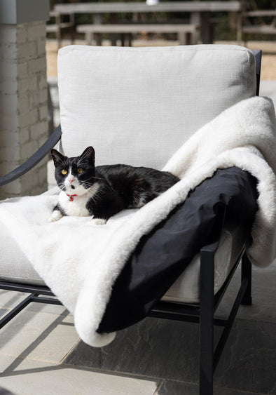 Cat lap outlet blanket