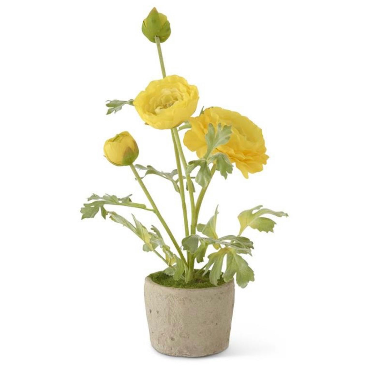 Yellow Ranunculus in Clay Pot- 14.75" STORE PICKUP ONLY