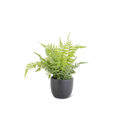 Fern in Black Pot IN STORE PICK UP ONLY