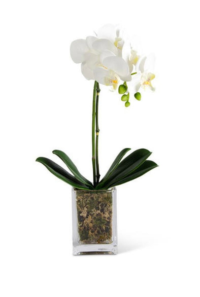 White Orchid In Glass Container- 17" STORE PICKUP ONLY