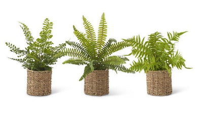 Ferns in Woven Baskets- STORE PICKUP ONLY