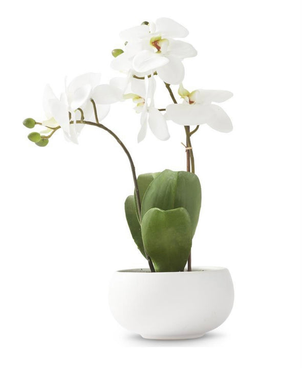 Orchid In White Pot- 13.5" STORE PICKUP ONLY