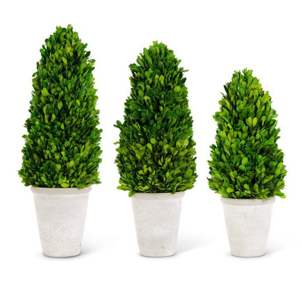 Cone Boxwood Trees- Assorted Sizes STORE PICKUP ONLY