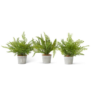 Ferns in Metal Pots- INSTORE/CURBSIDE PICKUP ONLY