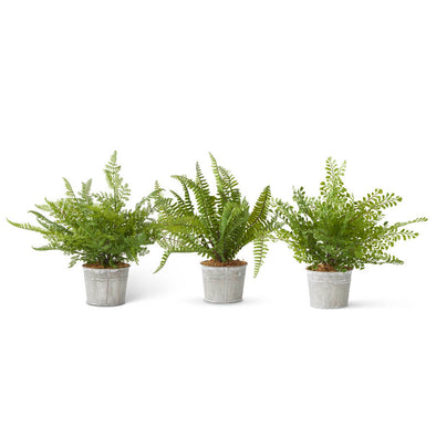 Ferns in Metal Pots- INSTORE/CURBSIDE PICKUP ONLY