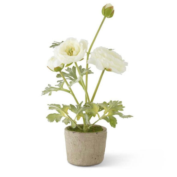 White Ranunculus in Clay Pot- 14.75" STORE PICKUP ONLY